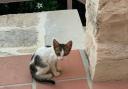 Tiny was brought over from Greece and has gone missing within seven hours in her new home.