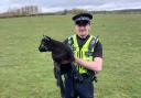 A lamb was killed in dog attack