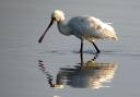 A Spoonbill. Picture by Simon Gregory