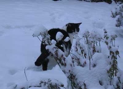Cat in the snow. Picture sent in by Paul Stevens.