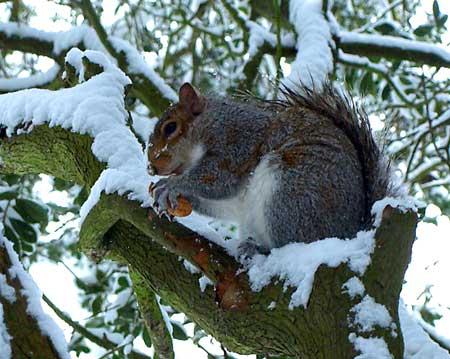 December 2010. A squirrel up a tree, eating a peanut in Bournmeouth gardens taken by Dave Robinson.