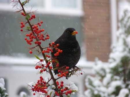 December 2, 2010. I took this in my front garden this morning. At least this bird wasn't going hungry in the snow! From Mrs Melanie Turner from Hamworthy.