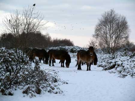 December 2010. Ponies on Turbary Common taken by Luanne Carter.