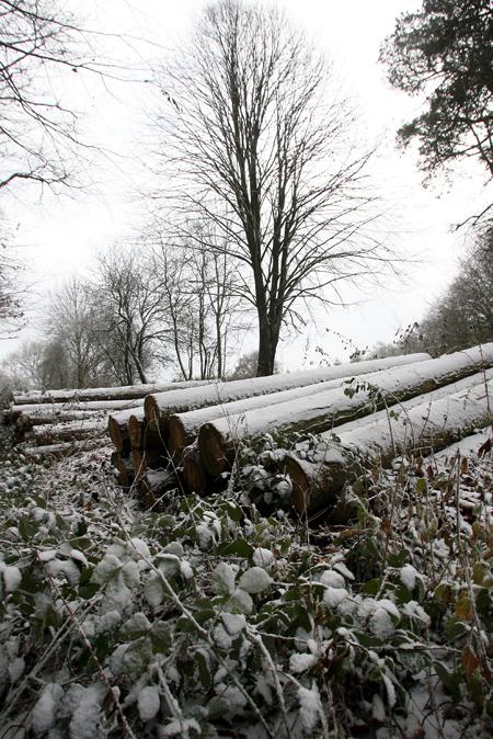 Log piles under snow at Fontwell Down on December 17.