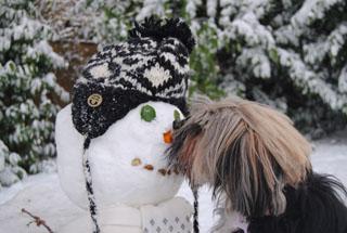 Anna Zienkovicz's dog takes a fancy to the snowman in their  garden. 