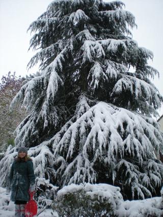 Snow Laden tree, Queens Park Ave. Photo by Lerryn Gray.