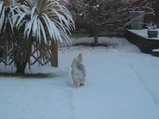Missy braving the snow! Sent in by an Echo reader.