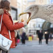 Stare at seagulls to stop them eating your food, study finds