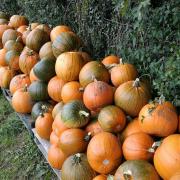 See Bournemouth pumpkin patches to visit with your family as Halloween nears
