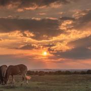 Horses in the New Forest - image by Echo Camera Club Dorset member Claire Sheppard.