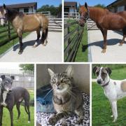 Animals in need of homes