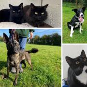Pets that need rehoming in Dorset
