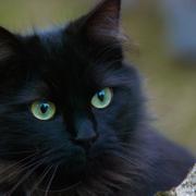 'Black cats are bad luck' and other myths debunked