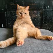 Alan the ginger cat sitting like a hooman