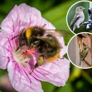 Wildlife gardening could add up to £27k to your house value - here's how to achieve it. Picture: Sean McMenemy