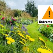 Heatwave: five ways to protect your garden against high temperatures