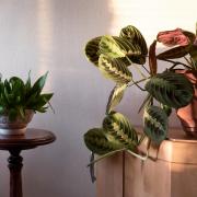 Undated Handout Photo of houseplants out of direct sunlight. See PA Feature GARDENING Houseplants. Picture credit should read: Alamy/PA. WARNING: This picture must only be used to accompany PA Feature GARDENING Houseplants.
