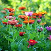 5 tips that can help you keep your garden hydrated amid hosepipe ban and drought (Canva)
