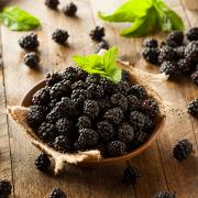 Undated Handout Photo of blackberries. See PA Feature GARDENING Blackberries. Picture credit should read: Alamy/PA. WARNING: This picture must only be used to accompany PA Feature GARDENING Blackberries..