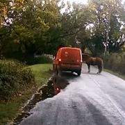 Royal Mail driver caught on dashcam swerving past a pony in New Forest