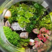 Undated Handout Photo of a terrarium. See PA Feature GARDENING Terrarium. Picture credit should read: Alamy/ PA. WARNING: This picture must only be used to accompany PA Feature GARDENING Terrarium..