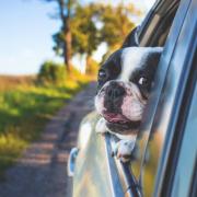 The Highway Code contains a rule that all pet owners should be aware of