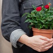 Photo of someone carrying a potted rose. See PA Feature GARDENING Advice Rose. Picture credit should read: Alamy/PA. WARNING: This picture must only be used to accompany PA Feature GARDENING Advice Rose.