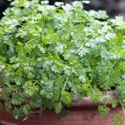 Photo of a pot of chervil. See PA Feature GARDENING Herbs. Picture credit should read: Alamy/PA. WARNING: This picture must only be used to accompany PA Feature GARDENING Herbs..