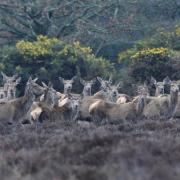 A beautiful herd of red hind deer on New Forest heathland. Picture taken by Annette Gregory of the Dorset Camera Club.