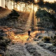 A dog walker bathed in sunlight in Wareham Forest by Jeff Laidler of the Dorset Camera Club