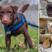 A fair few animals from the Ashley Heath Animal Centre are hoping they will find new owners