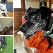 Several animals at the Ashley Heath RSPCA branch need new homes