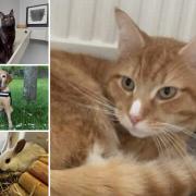 A fair few animals at the RSPCA centre in Dorset are looking for new owners