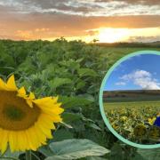 The Dorset Sunflower Trail will be back for 2023 , inset, organiser Hazel Hoskin