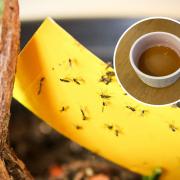 I got rid of tiny black flies invading my house with this simple and cheap vinegar hack