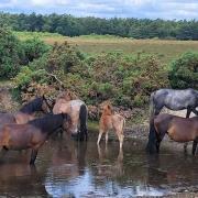 A group of ponies enjoying a paddle in the New Forest pictured by Debs Baker of the Dorset Camera Club