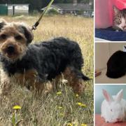 Could you give one of these animals a home in Dorset?