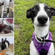Can you help rehome one of these pets in Dorset?