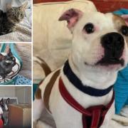 Could you adopt any of these pets from Ashley Heath Animal Centre?
