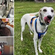Could you adopt one of these pets in the Dorset area?