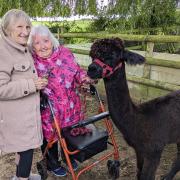 Care home residents from Poole enjoyed a visit to meet alpacas.