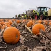 There are numerous patches around Dorset and the New Forest which have plenty of pumpkins to choose from