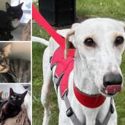 Could you give one of these pets a new home?