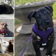 Could you give one of these pets a home in Dorset?