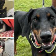 Can you give one of these Dorset pets a home?