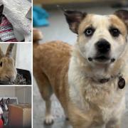 Can you give a home to one of these Dorset pets?