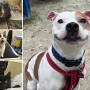 Can you give any of these pets a home in Dorset?