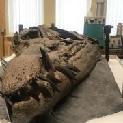150 million year old sea monster skull on display at museum