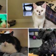 Can you give any of these Dorset pets a home?