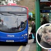 A dog was returned to its owner after it wandered onto the 25 bus route.